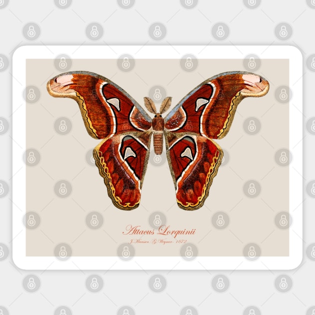Moth - Attacus Lorquinii, male Sticker by SPJE Illustration Photography